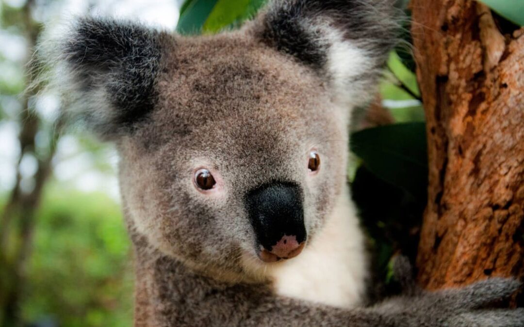 Save the Koala Day (September 29th, 2023)