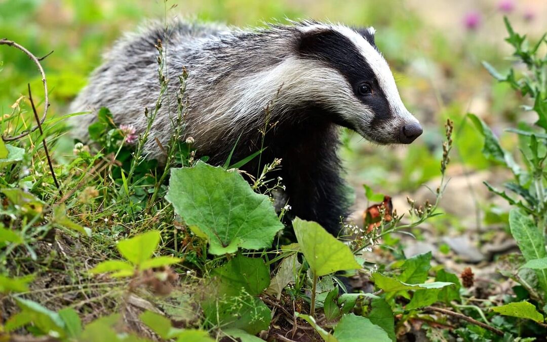 National Badger Day (October 6th)