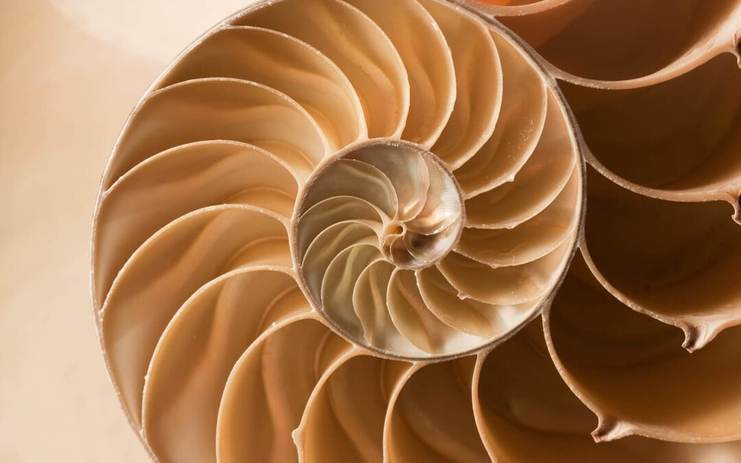 Fibonacci Day (November 23rd) | Days Of The Year