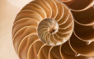 Fibonacci Day (November 23rd) | Days Of The Year