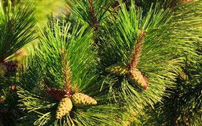 Look for an Evergreen Day (December 19th)