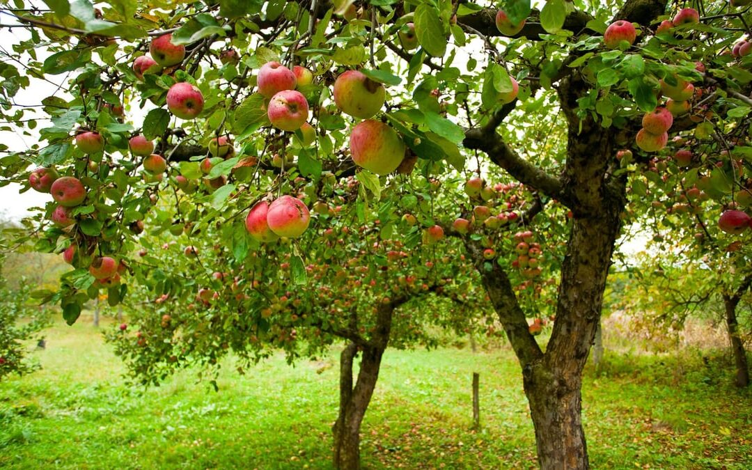 Apple Tree Day (January 6th)