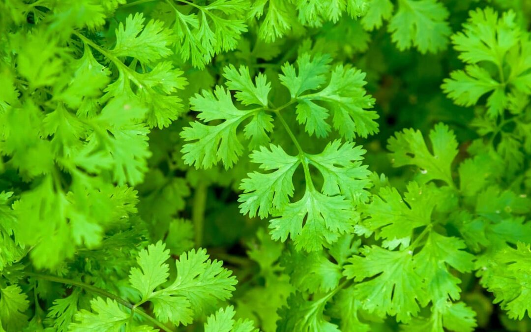 International I Hate Coriander Day (February 24th)