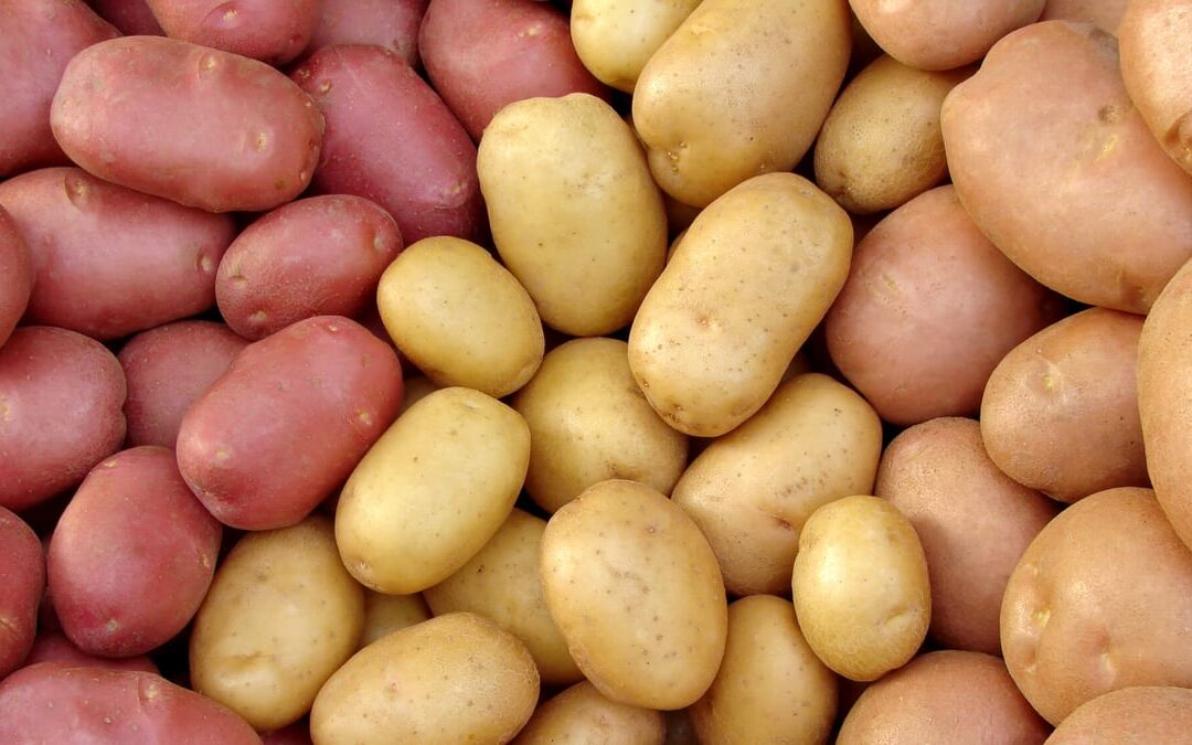 National Potato Day (August 19th)