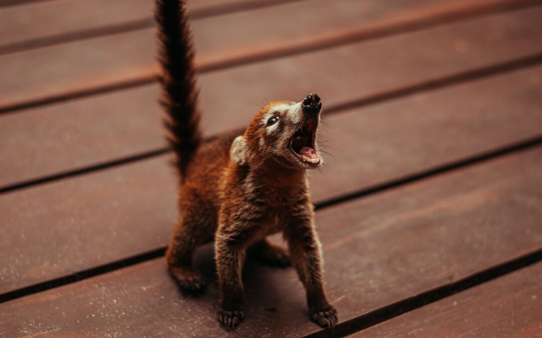 World Coati Day (December 3rd)