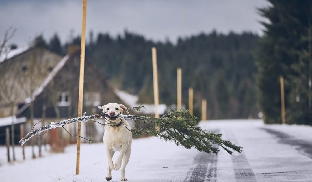 National Take Down the Christmas Tree Day (January 6th)