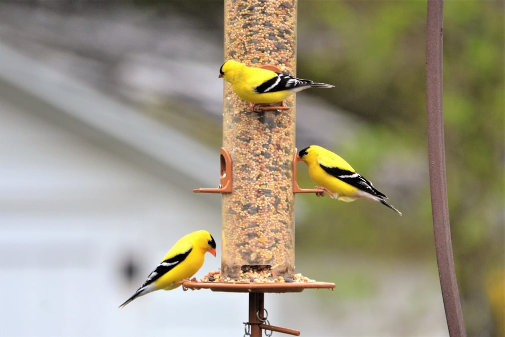 Feed the Birds Day (February 3rd)