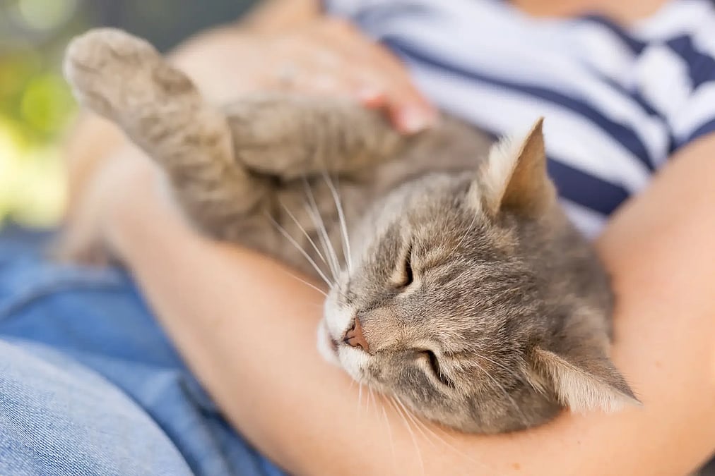 International Rescue Cat Day (March 2nd)