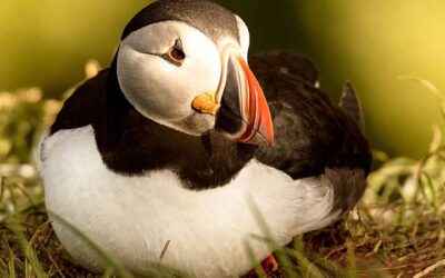 Puffin Day (April 14th) | Days Of The Year
