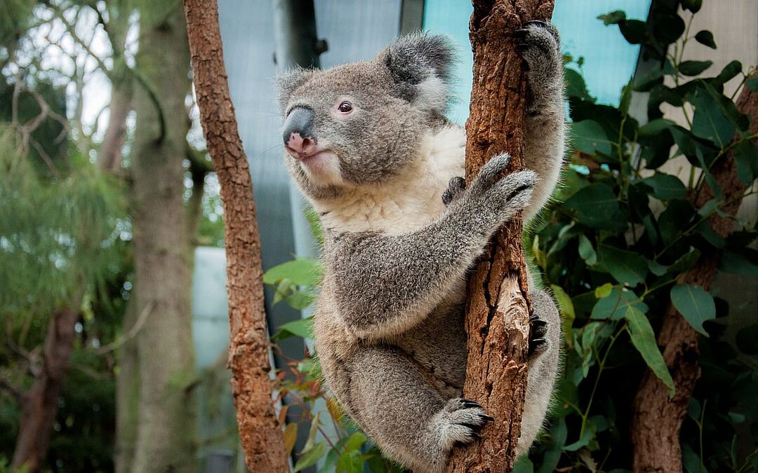 International Wild Koala Day (May 3rd)