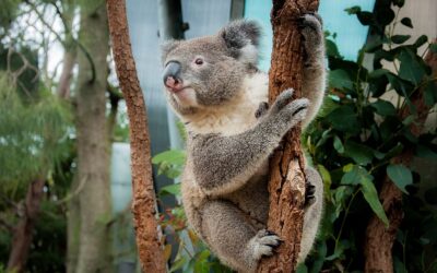 International Wild Koala Day (May 3rd)