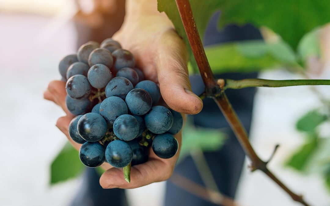 National Grape Day (May 27th)