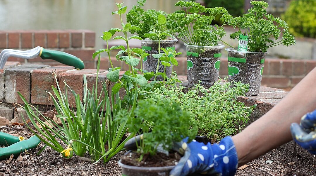 Plant Something Day (May 19th)