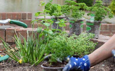 Plant Something Day (May 19th)