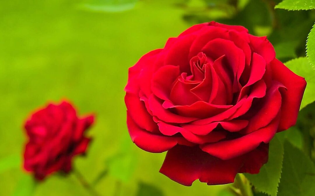 National Red Rose Day (June 12th)