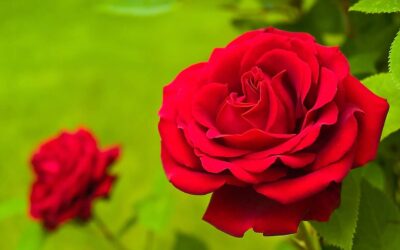 National Red Rose Day (June 12th)
