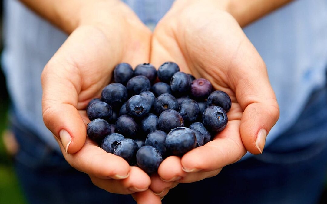 Pick Blueberries Day (July 10th)