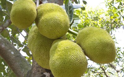 Jackfruit Day (July 4th) | Days Of The Year