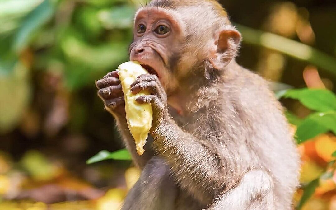 Take a Monkey to Lunch Day (July 21st)