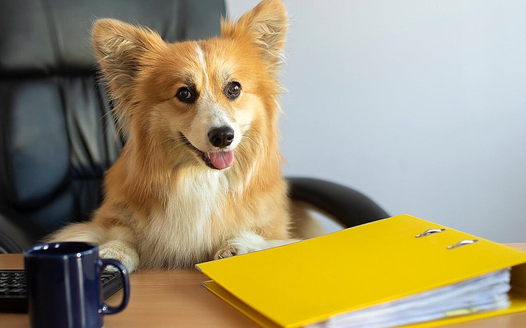 National Work Like A Dog Day (August 5th)