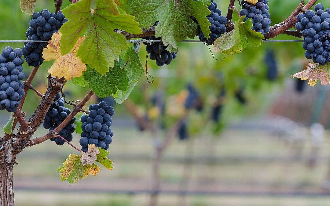 National Pinot Noir Day (August 18th)