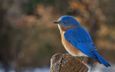 Bluebird of Happiness Day (September 24th)