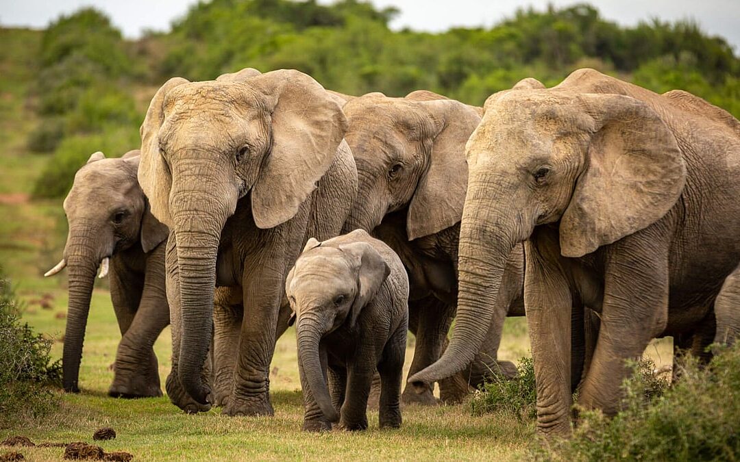 National Elephant Appreciation Day (September 22nd)