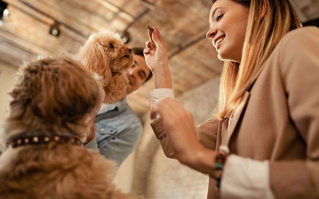 Responsible Dog Ownership Day (September 17th)