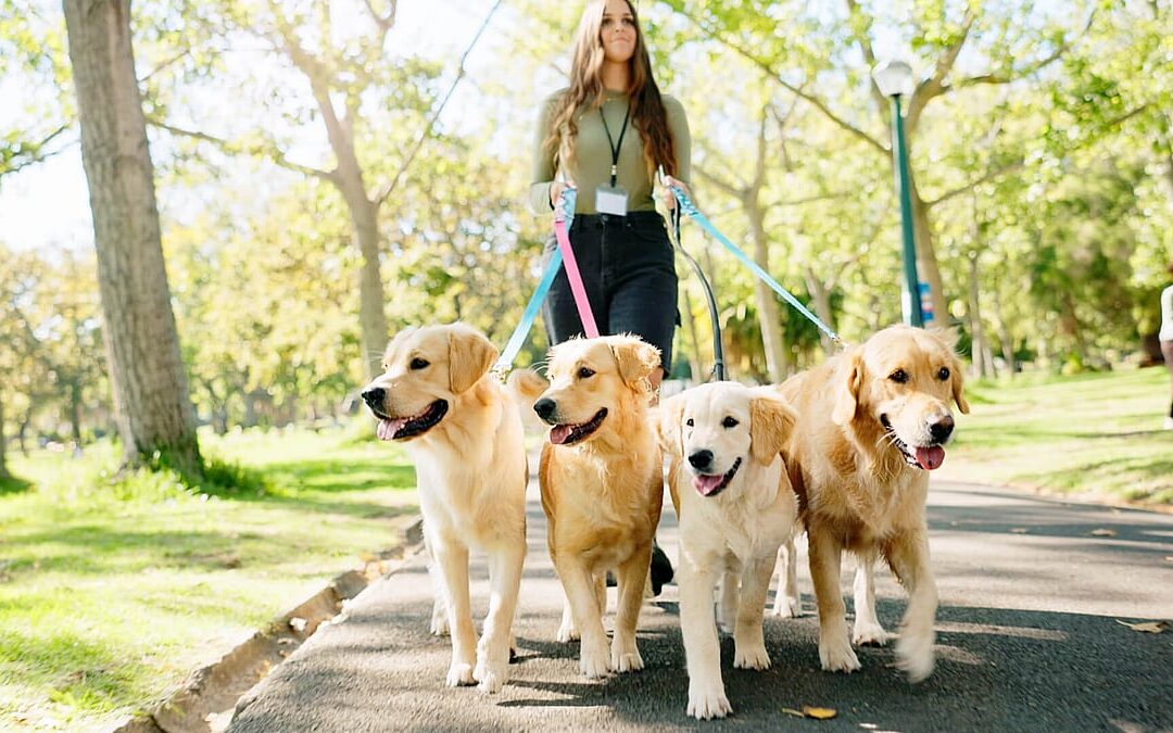 National Dog Walker Appreciation Day (September 8th)