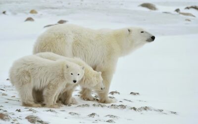 International Polar Bear Day (February 27th)