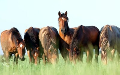 National Horse Protection Day (March 1st)
