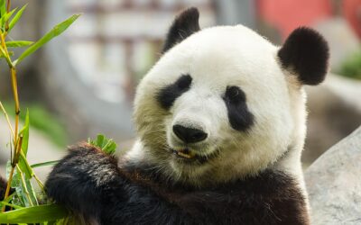 National Panda Day (March 16th)