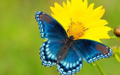 National Learn About Butterflies Day (March 14th)