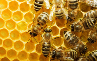 World Bee Day | Days Of The Year