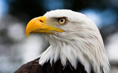 American Eagle Day | Days Of The Year