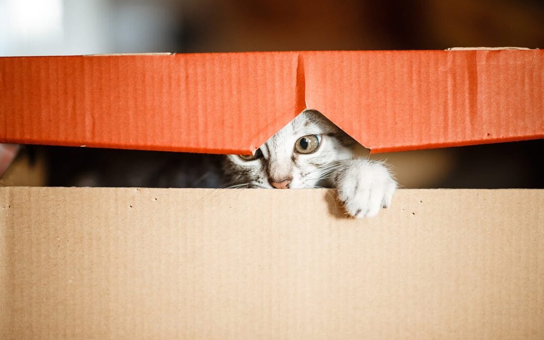 International Box Day | Days Of The Year