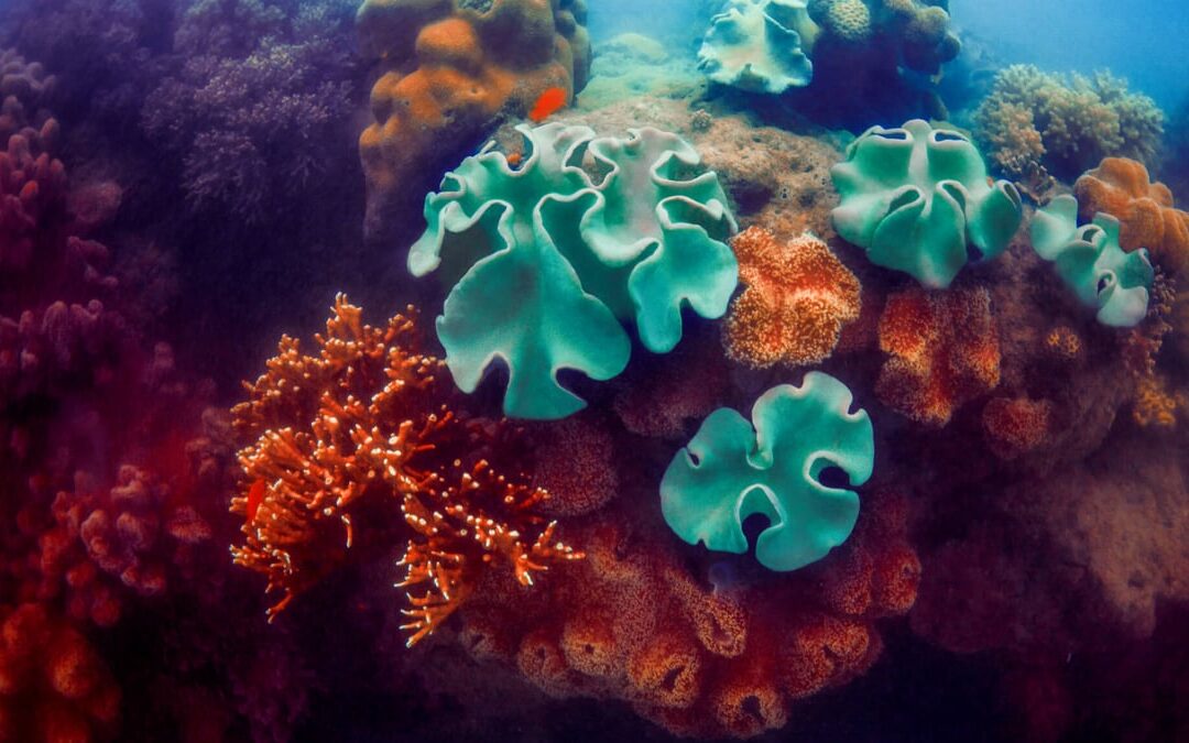 Coral Triangle Day | Days Of The Year