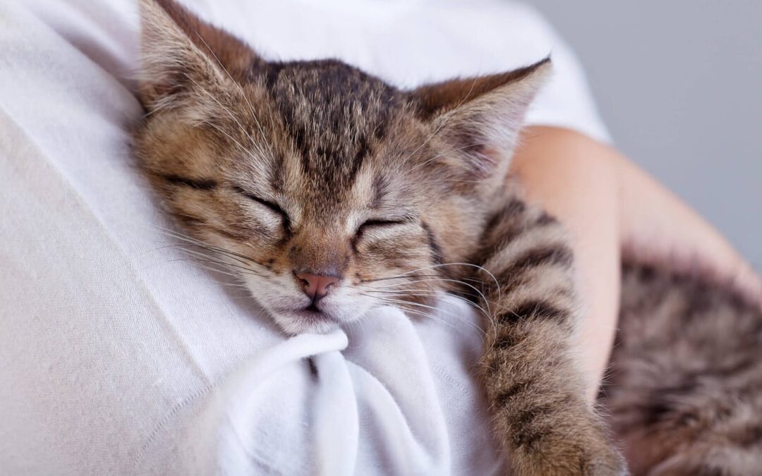 National Hug Your Cat Day