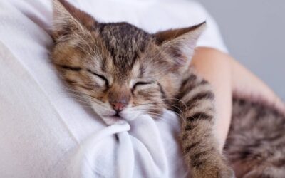National Hug Your Cat Day