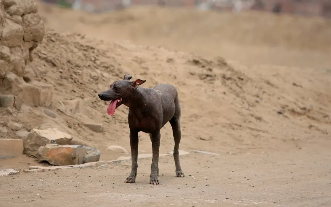 Peruvian Hairless Dog Day | Days Of The Year