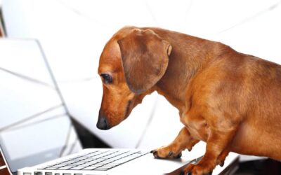 National Take Your Dog to Work Day