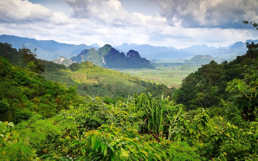 World Rainforest Day | Days Of The Year