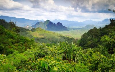 World Rainforest Day | Days Of The Year