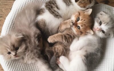 National Kitten Day | Days Of The Year