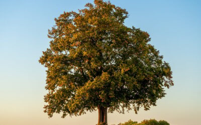 National Tree Day | Days Of The Year