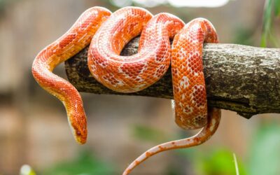 World Snake Day | Days Of The Year