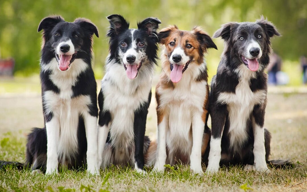 National Dog Day | Days Of The Year