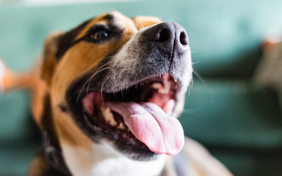 National Mutt Day | Days Of The Year