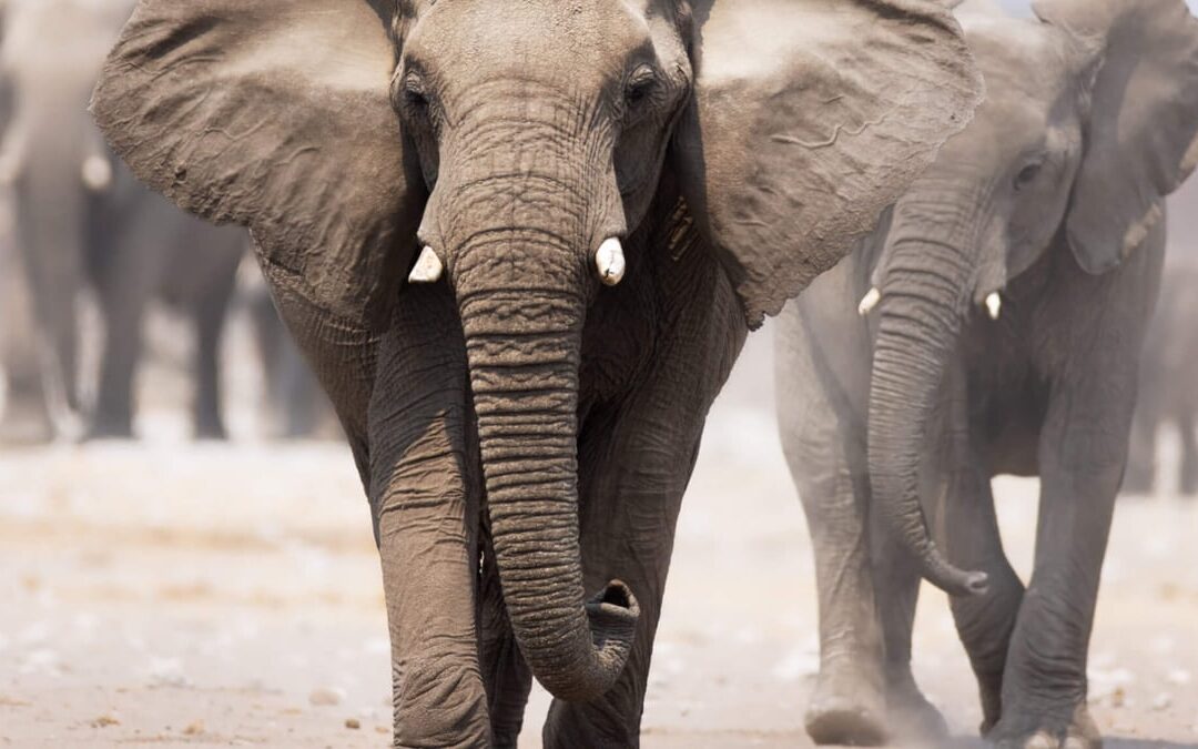 World Elephant Day | Days Of The Year