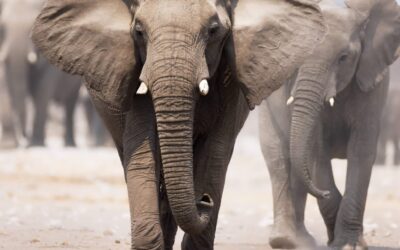 World Elephant Day | Days Of The Year